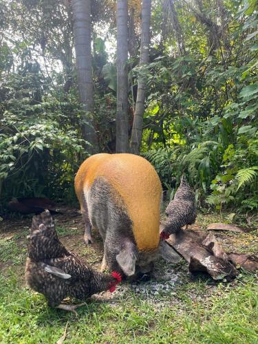 a pig and three chickens standing in the grass at Tudo é Arte Retreat - A Creative Haven Between Nature and Sea in Piçarras