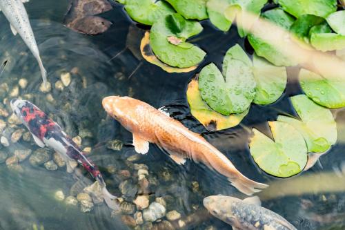 a group of koi fish swimming in a pond at Nutzhof - Mediterran Flair Hotel in Lagundo