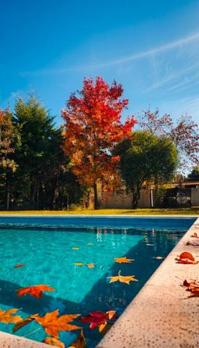 a swimming pool with autumn leaves in the water at Casa Quinta El Rodeo in La Plata