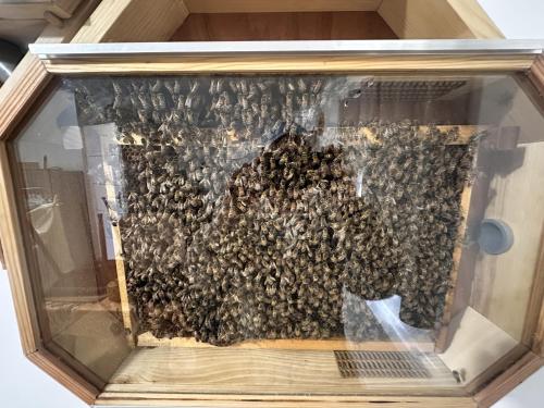 a group of bees in a glass case at L'abeille sous les étoiles in Saint-Michel-lʼObservatoire