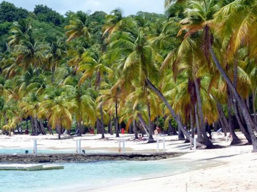 a group of palm trees on a beach at Les Hauts de Terrasson in Les Abymes