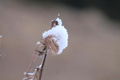 a dried up flower with snow on top of it at Lachtalhaus in Lachtal