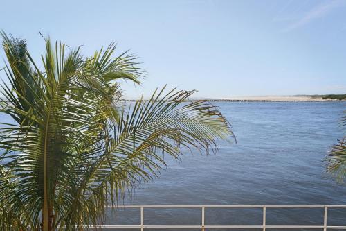 a palm tree sitting next to a body of water at Oceanic Motel in Ocean City