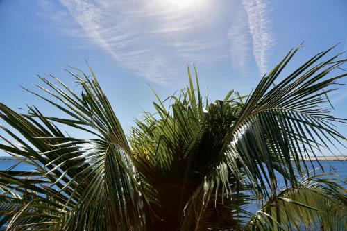a palm tree with the sky in the background at Oceanic Motel in Ocean City