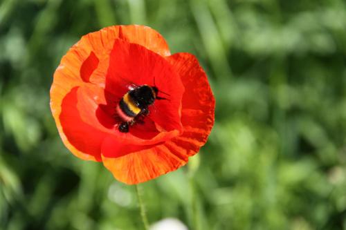 a red poppy with a bumblebee on it at mein kleinHOTEL in Herbstein