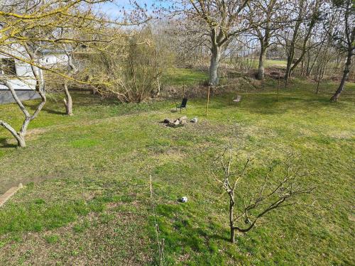 a group of animals laying in the grass in a field at Ferienhaus Sturm in Kloster