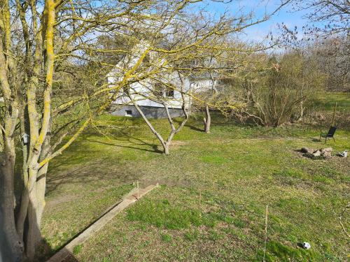 a house in a field with a tree at Ferienhaus Sturm in Kloster