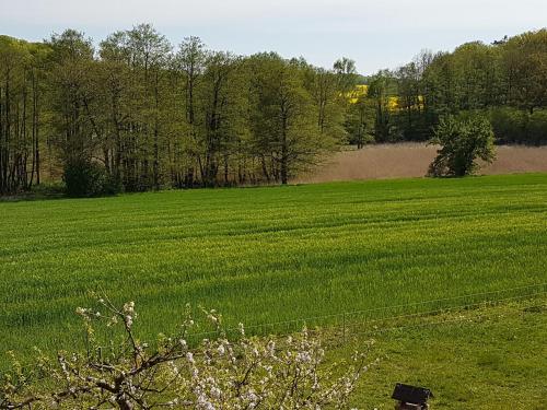 a field of green grass with a fence at Ferienwohnung Kranichblick in Hoppenrade