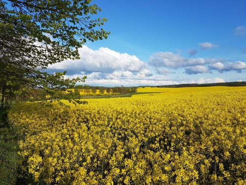 a field of yellow flowers with a tree in the foreground at Ferienwohnung Kranichblick in Hoppenrade