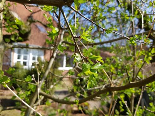 a tree with green leaves in front of a house at Ferienwohnung Loose in Tecklenburg