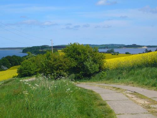 a path in a field with a field of flowers at Ferienwohnung Jargow 1 - Alt-Reddevitz in Alt Reddevitz