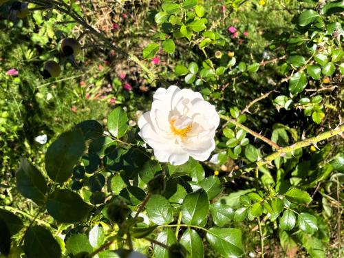 a white flower on a bush with green leaves at Hoffmannshof in Torno