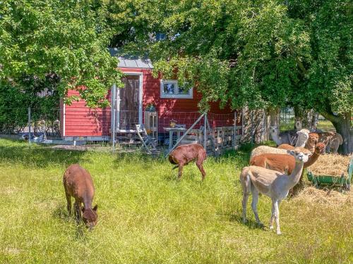 a group of animals grazing in the grass in front of a house at Tiny House auf der Alpaka Farm in Rubkow