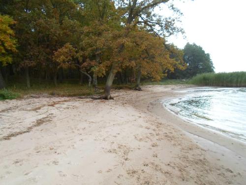 a tree on a sandy beach next to the water at FH am Haff B in Altwarp