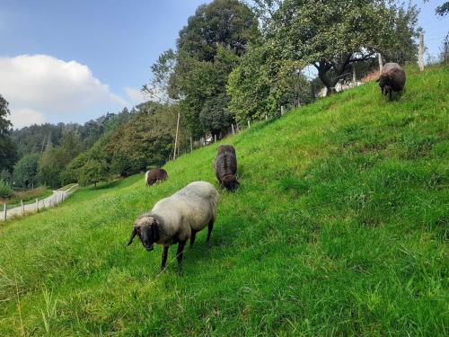 Eine Schafherde grast auf einem grasbewachsenen Hügel in der Unterkunft Ferienwohnung Andre in Miesbach