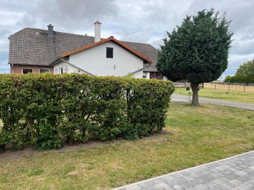 a hedge in front of a house with a tree at Ferienwohnungen Schaprode Udars in Udars