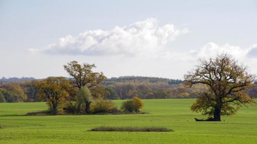 a green field with two trees in the middle at Unterm Dach in Ulrichshusen