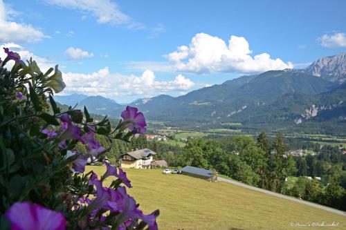 a field with purple flowers and mountains in the background at Frühstückspension Lemberger in Dellach im Drautal