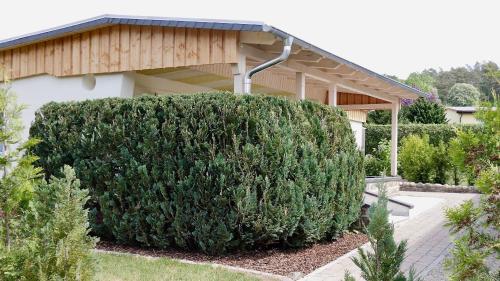 a large green bush in front of a house at Bungalow am See in Basedow