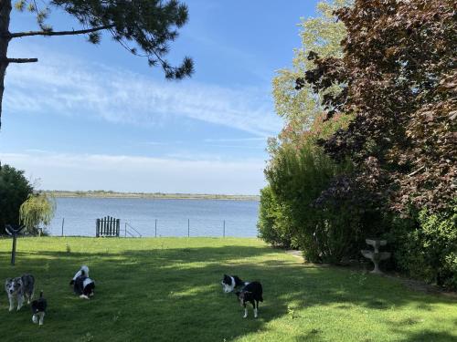 a group of cows standing in the grass near the water at April in Caleri