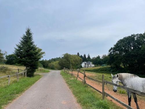 a white horse standing next to a fence on a dirt road at Ferienwohnung Waldesrand in Rodenbach