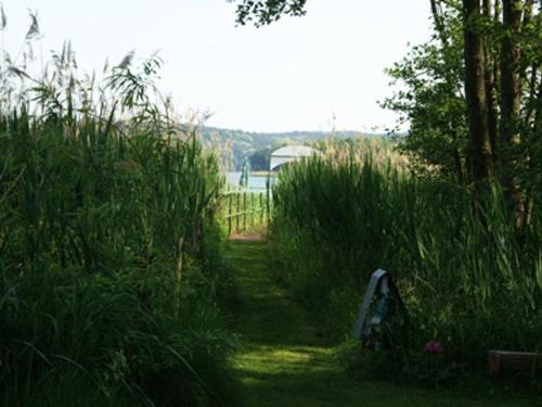 a path through tall grass with a bench in the middle at Chalet am See in Waldsieversdorf