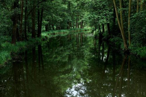 a river in the middle of a forest with trees at Ferienwohnung Spreewald pur in Stennewitz