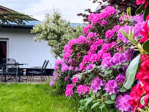 a bunch of pink flowers in a yard at Landhaus Kreitlow in Ribnitz-Damgarten