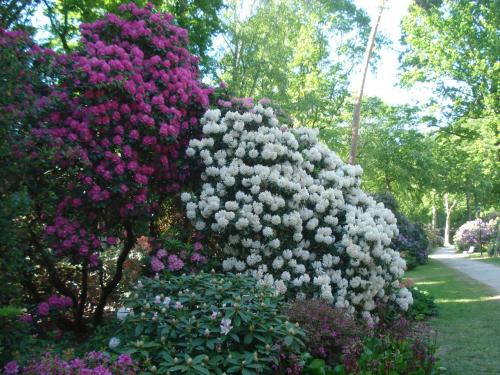 a bush of pink and white flowers in a garden at Ferienwohnung Anker in Graal-Müritz