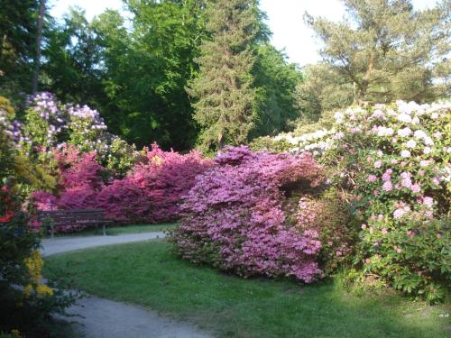 a garden with pink and white flowers and a bench at Ferienwohnung Anker in Graal-Müritz