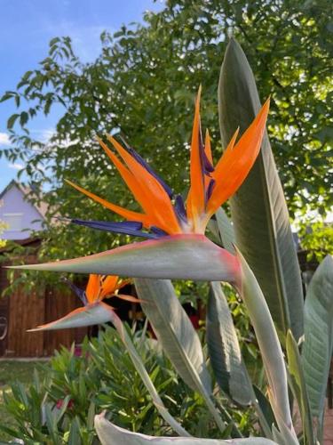 an orange and blue flower in a garden at Eisvogel- Ferienwohnung in Marienfelde