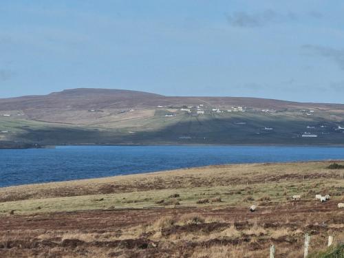 a view of a large body of water with animals on a field at Townhouse Sleeps 8 - Garden Wifi Free Parking in Belmullet