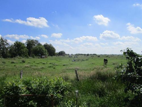 a field with cows grazing in the grass at Ferienwohnung Biesterfeld in Bedekaspel