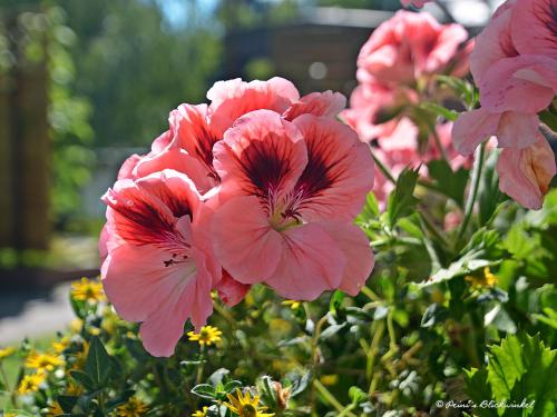 a group of pink flowers in a garden at Frühstückspension Lemberger in Dellach im Drautal