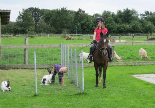 a young girl riding a horse in a field with a dog at Clausen - Ferienwohnung mit 4 Schlafzimmern, 2 Bädern, Aufenthaltsraum mit Kamin und Garten in Janneby