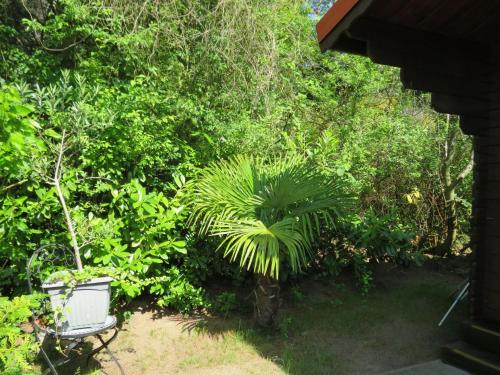 a green plant in a yard next to some bushes at Kölp - Block`s Ferienhäuschen in Kolpinsee