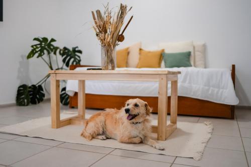 a dog laying under a table in a living room at Temporario Sur, Depto ideal familias con cuna Pet-friendly, zona IUPA in General Roca