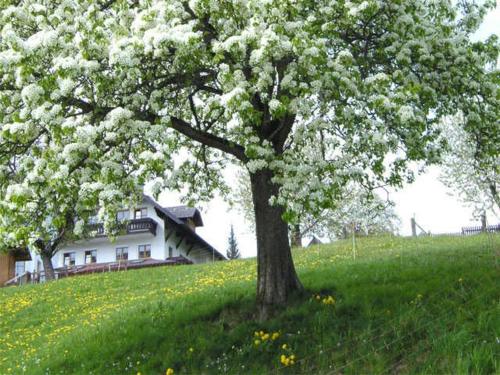 Ein Baum auf einem Hügel mit einem Haus im Hintergrund in der Unterkunft Minabauer in Altmünster