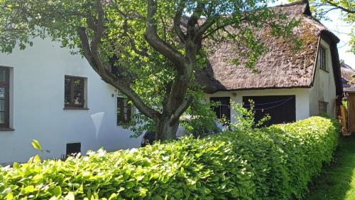 a white house with a tree in front of it at FW Im grünen Weg in Wustrow