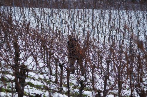 a reflection of a giraffe standing in the snow at Gästehaus Winzerhof am Schlierbach in Weiler bei Weinsberg