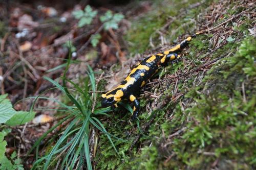a black and yellow caterpillar crawling on a moss covered ground at FEWO Geisbergblick in Zeegendorf