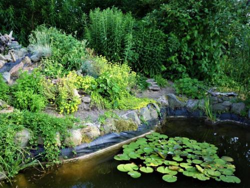 a garden with a pond filled with lily pads at Rosenhof Ferienwohnungen in Mölln-Medow
