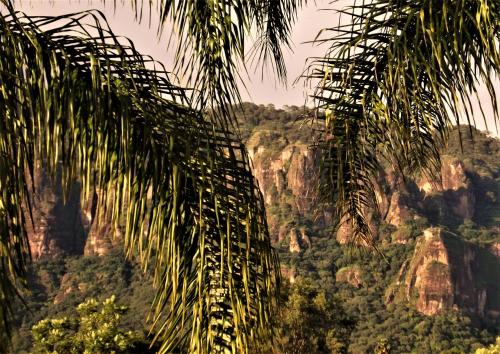 a view of the mountains from behind a palm tree at Areté in Tepoztlán