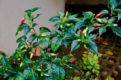 a plant with red berries and green leaves at Quinta Mi Tata B&B in Sardinal