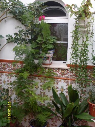 Κήπος έξω από το Hostal Andalucia