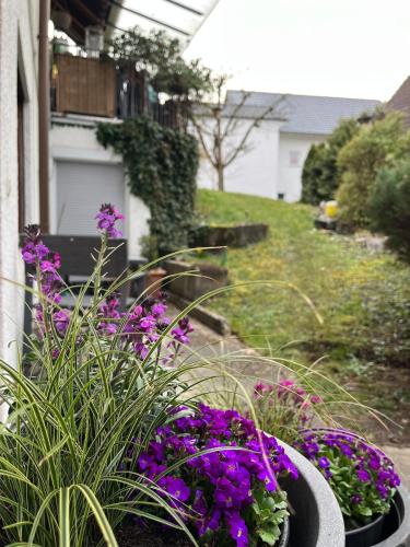 a group of purple flowers in a garden at Ferienwohnung Zum Rottweiler Städtle - Erdgeschosswohnung in Rottweil