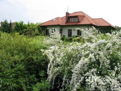 a house with white flowers in front of it at Pensjonacik Ogrody in Pierzchno
