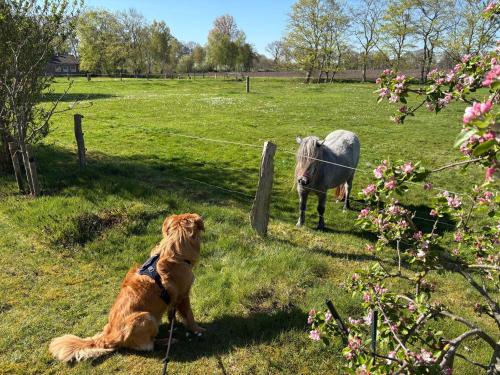 a dog looking at a horse in a field at Ferienhaus Franzen 35679 in Uplengen