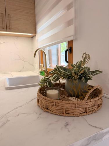 a basket with plants on a counter in a kitchen at Panonska hiška - Panonian nest - vključeni 2 kopalni karti za Terme3000 in Moravske-Toplice