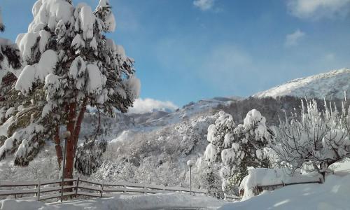 a snow covered tree in front of a mountain at Nido delle Rondini hotel Ristorante Pizzeria in Fallo